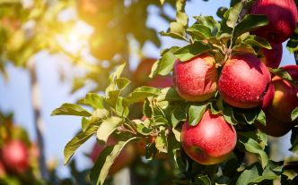 Vous voulez un pommier sain et sans nuisibles ? Voici les 5 plantes que vous devez toujours cultiver autour