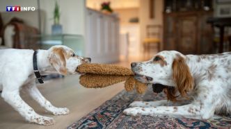 Voici les bons gestes à adopter lors d'une bagarre entre deux chiens | TF1 INFO