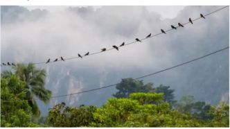 Mieux qu'une appli météo, ces animaux annoncent la pluie avec une précision bluffante