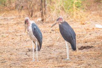Tourisme - À la découverte du Marabout d'Afrique, emblème des zones humides tchadiennes