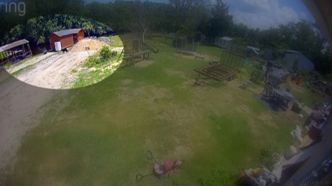 Un chien dévoré vivant par un animal sauvage, sa famille découvre l'horreur en vidéo
