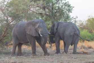 Tourisme - Les géants silencieux de Zakouma : La majesté des éléphants au cœur de la conservation au Tchad