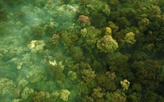 Gabon : le carbone des forêts vaut des milliards, mais rapporte peu à l'État