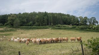 La dermatose nodulaire contagieuse bovine (DNC)