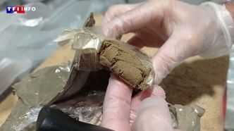 "Un danger bien plus important" : la multiplication des saisies de pollen de cannabis inquiète | TF1 INFO