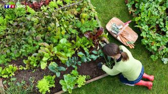 Vous faites pousser des fruits et légumes dans votre jardin ? Ces astuces vont vous aider à booster votre production ! | TF1 INFO