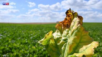 Vers le retour d'un pesticide interdit en France : la liste des reculs pour l'environnement va encore s'allonger... | TF1 INFO