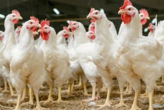 Grippe aviaire en Afrique du Sud : l'industrie avicole à nouveau sur le qui-vive