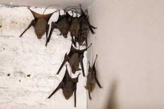 Semblable à la rage: Un Australien meurt d'un virus transmis par une morsure de chauve-souris
