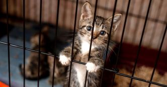 Il expose des chatons dans une brocante… mais rien ne se passe comme prévu