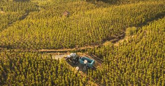 Crise du vin : les caves coopératives en première ligne