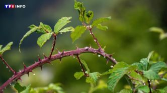 Le jardin de mes voisins n'est pas entretenu, ai-je le droit de couper les ronces qui dépassent ? Le 13H à vos côtés | TF1 INFO