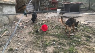 Un homme condamné pour des faits de maltraitance animale dans les Alpes-de-Haute-Provence