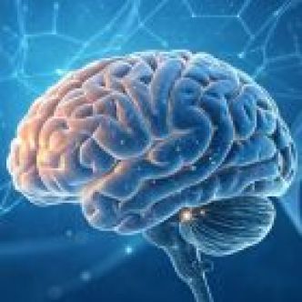 Les plis de votre cerveau sont un indicateur de votre capacité de raisonnement