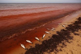 Phénomène de marée rouge : l'UTAP clarifie l'origine et la qualité des produits marins