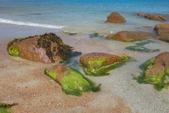 C'est le fléau de la Bretagne dès qu'il fait chaud : cette plage a dû fermer