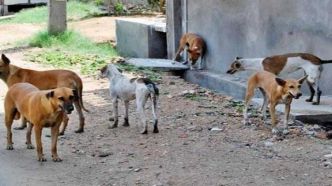 Les chiens errants continuent de semer la terreur au Maroc à l'approche du... Mondial