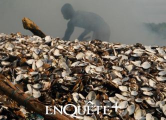 PROJET RENFORCEMENT DE LA FILIÈRE COQUILLAGE AU SÉNÉGAL : Les résultats après deux ans d'existence