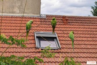 Savez-vous d'où viennent ces perruches vertes qu'on voit à Paris et en Île-de-France ?