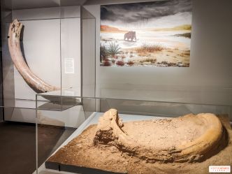 Dans la Seine : l'exposition de la Crypte archéologique dévoile les objets retrouvés dans la Seine