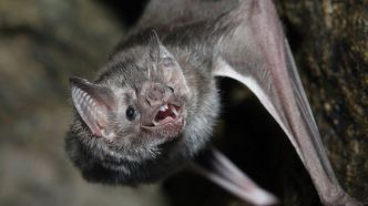 Convulsions, délire, paralysie... un homme meurt d'un virus proche de la rage après une morsure de chauve-souris en Australie