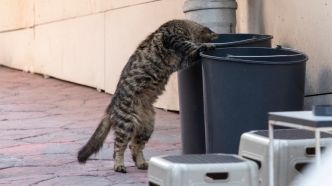 Mende lance une campagne pour stopper la prolifération des chats errants