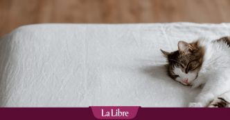"Je le voyais mourir” : un chat victime d'un coup de chaleur dans un train de la SNCF