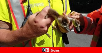Des canetons en danger sauvés le long de l'échangeur de Loncin