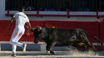 Course camarguaise à Châteaurenard : vers une troisième journée du trophée des Maraîchers dimanche 6 juillet