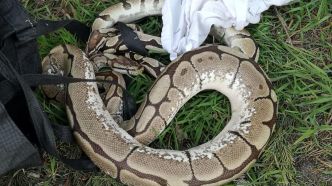 « Il n'aurait pas tenu bien plus longtemps dehors » : le python d'1,70 m qui s'était échappé de son terrarium a été retrouvé en Charente-Maritime