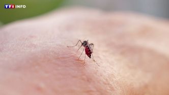 Chikungunya : faut-il s'inquiéter des cas autochtones qui se multiplient en métropole ?  | TF1 INFO