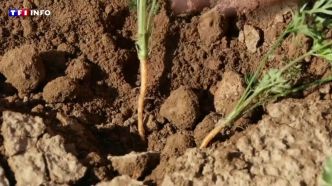 "Je n'ai jamais connu une année aussi sèche" : déjà de fortes restrictions d'eau dans le Nord | TF1 INFO