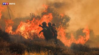 "Le vent est très fort" : des milliers de touristes évacués en Crète face à un violent incendie  | TF1 INFO
