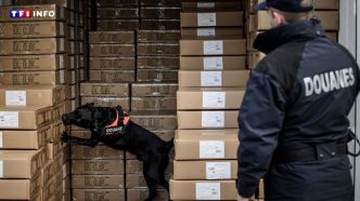 Var : il avait caché de la cocaïne dans des croquettes pour chien, un chauffeur-routier condamné | TF1 INFO
