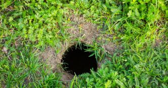 Comment faire la différence entre un nid de serpent et un simple terrier dans votre jardin ?