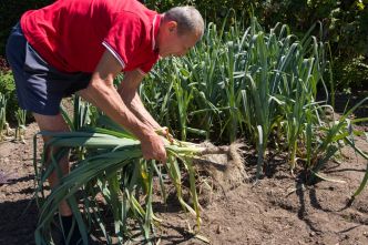 Potager : voici les légumes à planter au mois de juillet