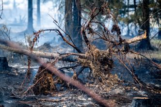 Réchauffement climatique : Turquie, Grèce, Espagne, Allemagne... L'Europe ravagée par plusieurs incendies