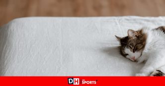 "Je le voyais mourir” : un chat victime d'un coup de chaleur dans un train de la SNCF