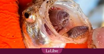 Quel est ce poisson venimeux qui prolifère à la Côte belge?
