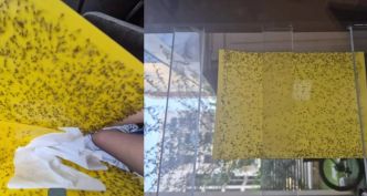 Invasion de mouches égyptiennes en Israël : menace sanitaire à Haïfa