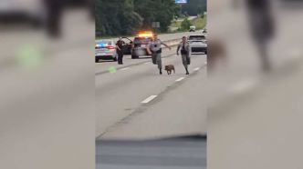 EN VIDÉO | Un cochon en cavale poursuivi par des policiers sur une autoroute en Caroline du Sud