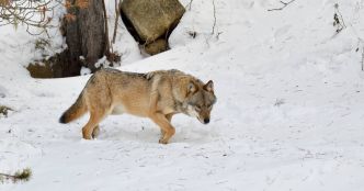 «Pas d'implantation du loup là où il y a du pastoralisme» : Emmanuel Macron veut abattre davantage de loups