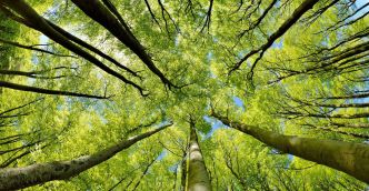 Les forêts ne gagneront pas : le réchauffement climatique aura raison d'elles, sauf si...