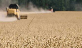 Tunisie : récolte record de céréales et de fourrages en 2025, un soulagement pour les éleveurs