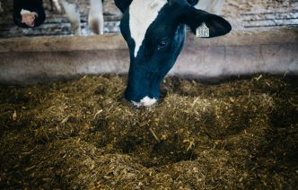 Les trois dernières vaches en cavale au Bas-Saint-Laurent sont de retour au bercail