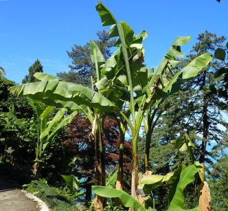 Musa basjoo, bananier du Japon : un bananier rustique pour une note exotique au jardin