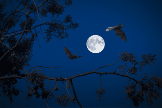 Un Australien meurt d'un virus transmis par une morsure de chauve-souris