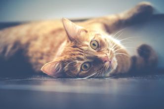 Les solutions de garde à La Réunion pour vos animaux de compagnie à l'approche des vacances