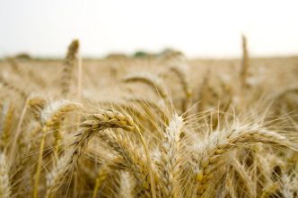 Le vent tourne pour le blé américain
