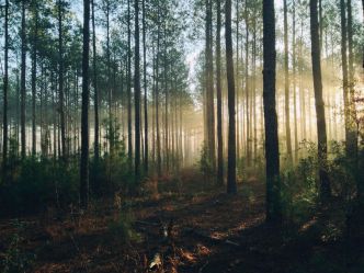 Réchauffement climatique : la reforestation est-elle (vraiment) la solution ?